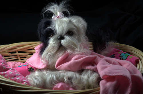 photo UntitledProjectpuppy8_zpsa444a29e.png