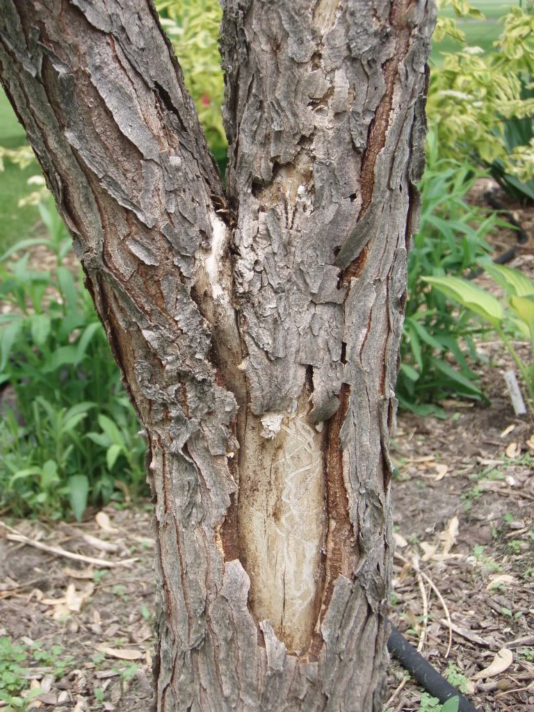 Dogwood+tree+bark+peeling