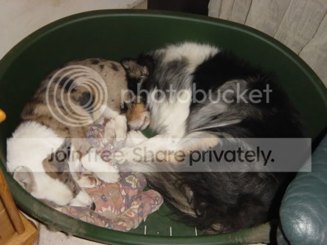 Pi and Elmo sleeping together