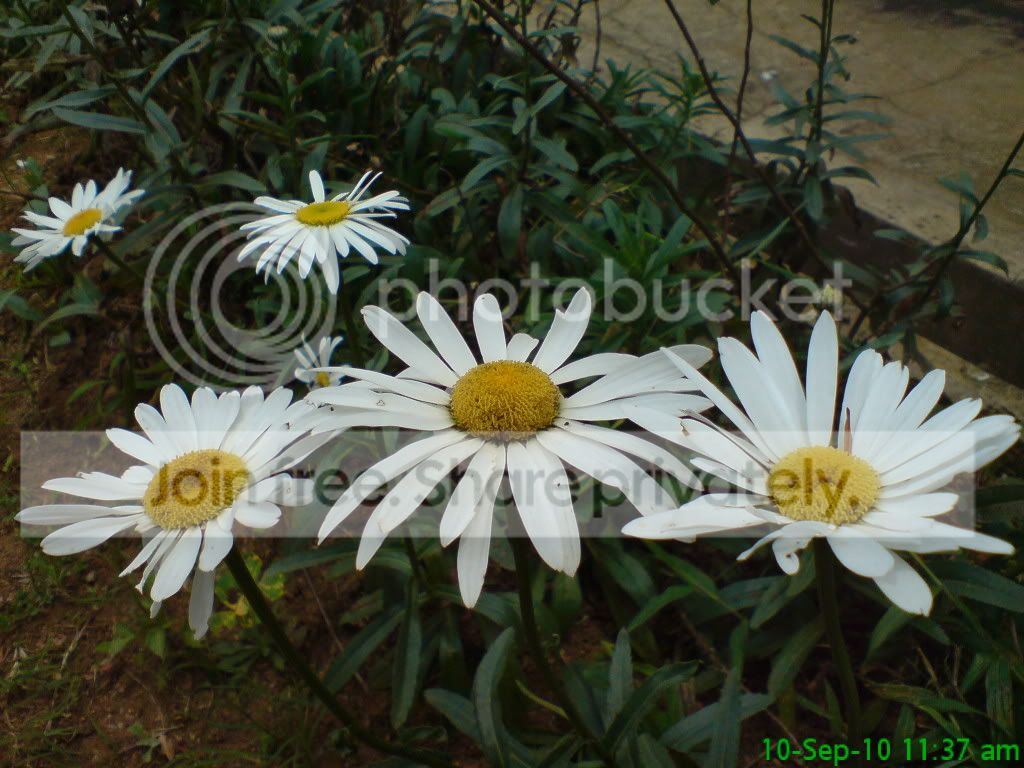 DSC05273.jpg