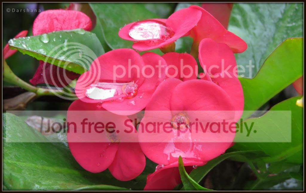 IMG_0091_zps44fa9360.jpg