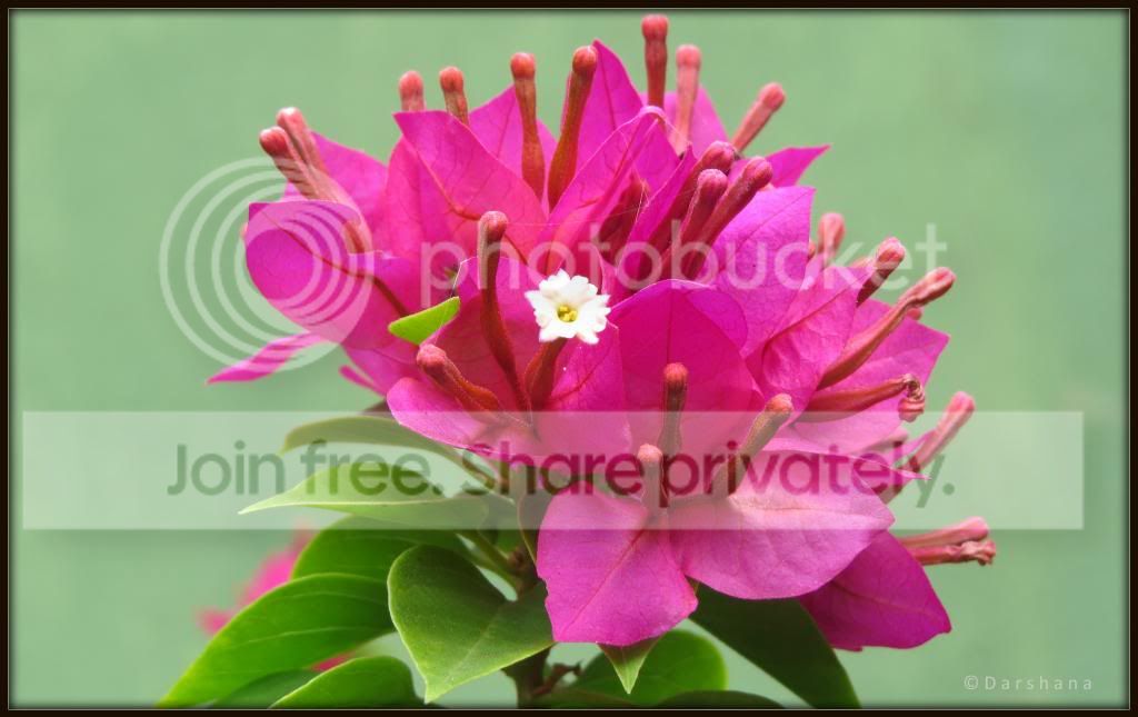 IMG_0190_zpsb36434df.jpg
